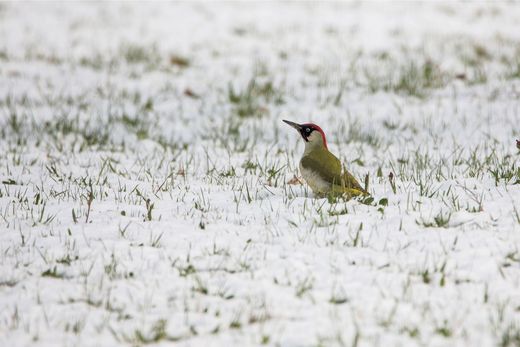 Grünspecht im Schnee (Foto: Johannes Selmannsberger)