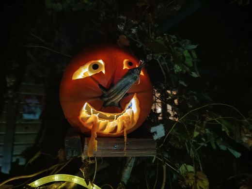 geschnitzter Kürbis zu Halloween (Foto: Maria Meißner)