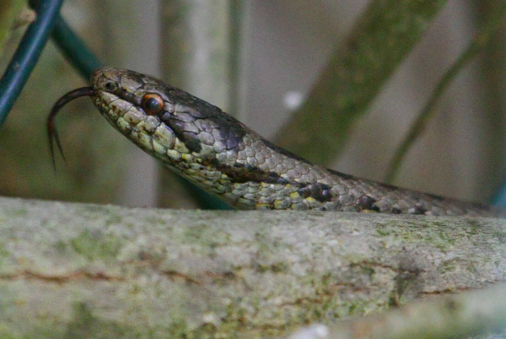 Coronella austriaca - Schling- oder Glattnatter/Rehhof (Foto: Heike Wirth) Coronella austriaca