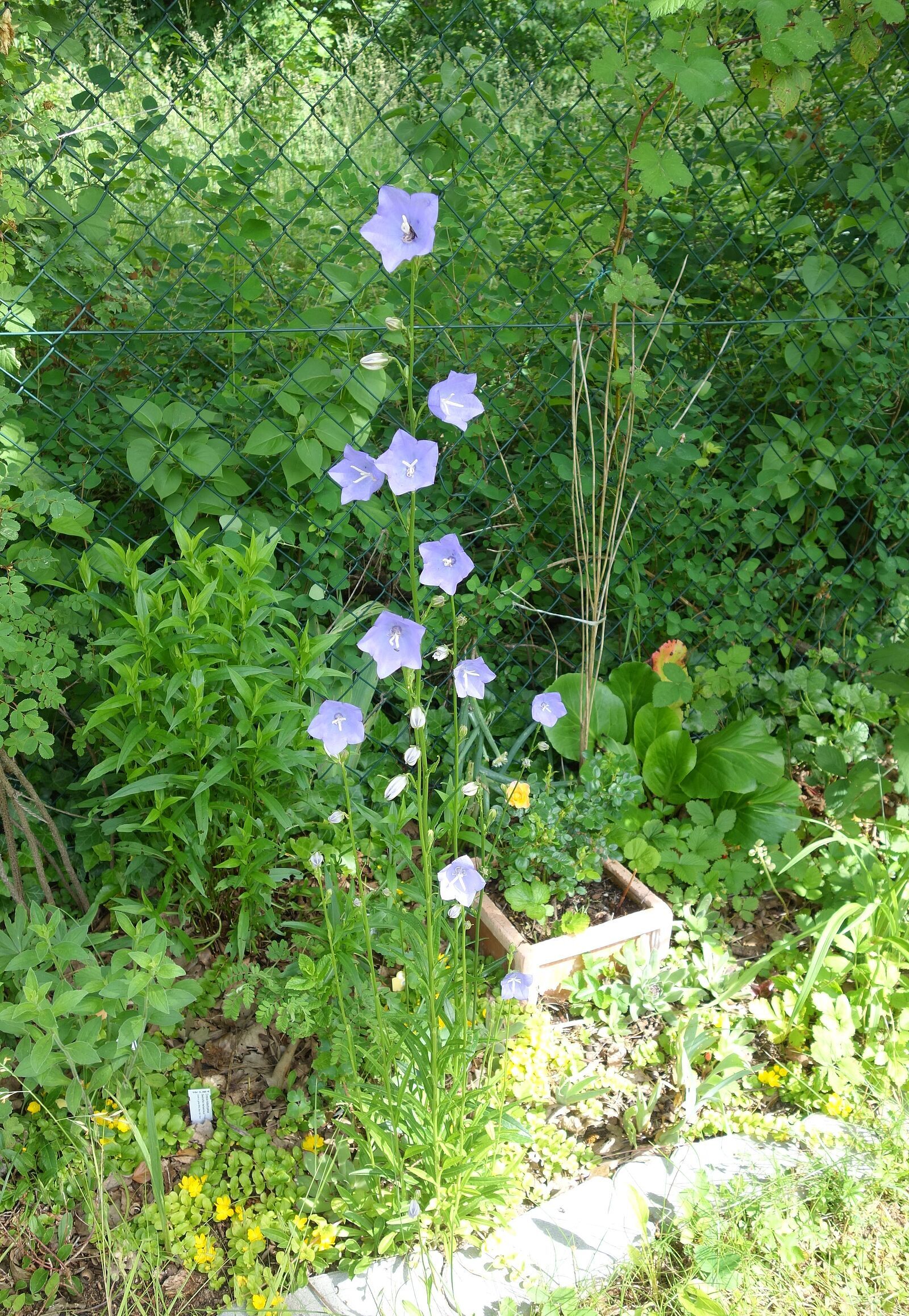 Pfirsichblättrige Glockenblume