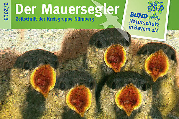 Titelbild Mauersegler