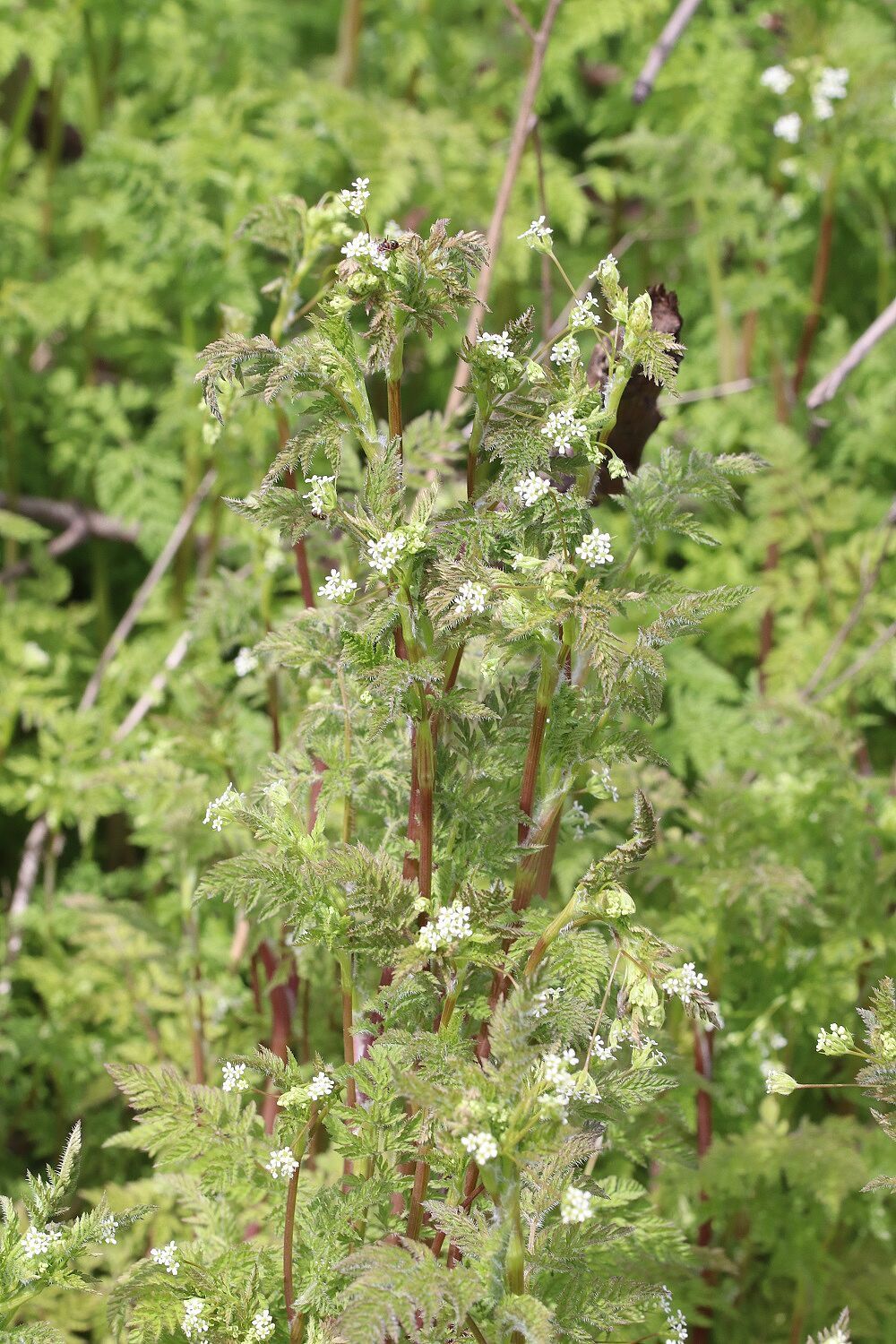 Anthriscus caucalis - Hunds-Kerbel Hunds-Kerbel