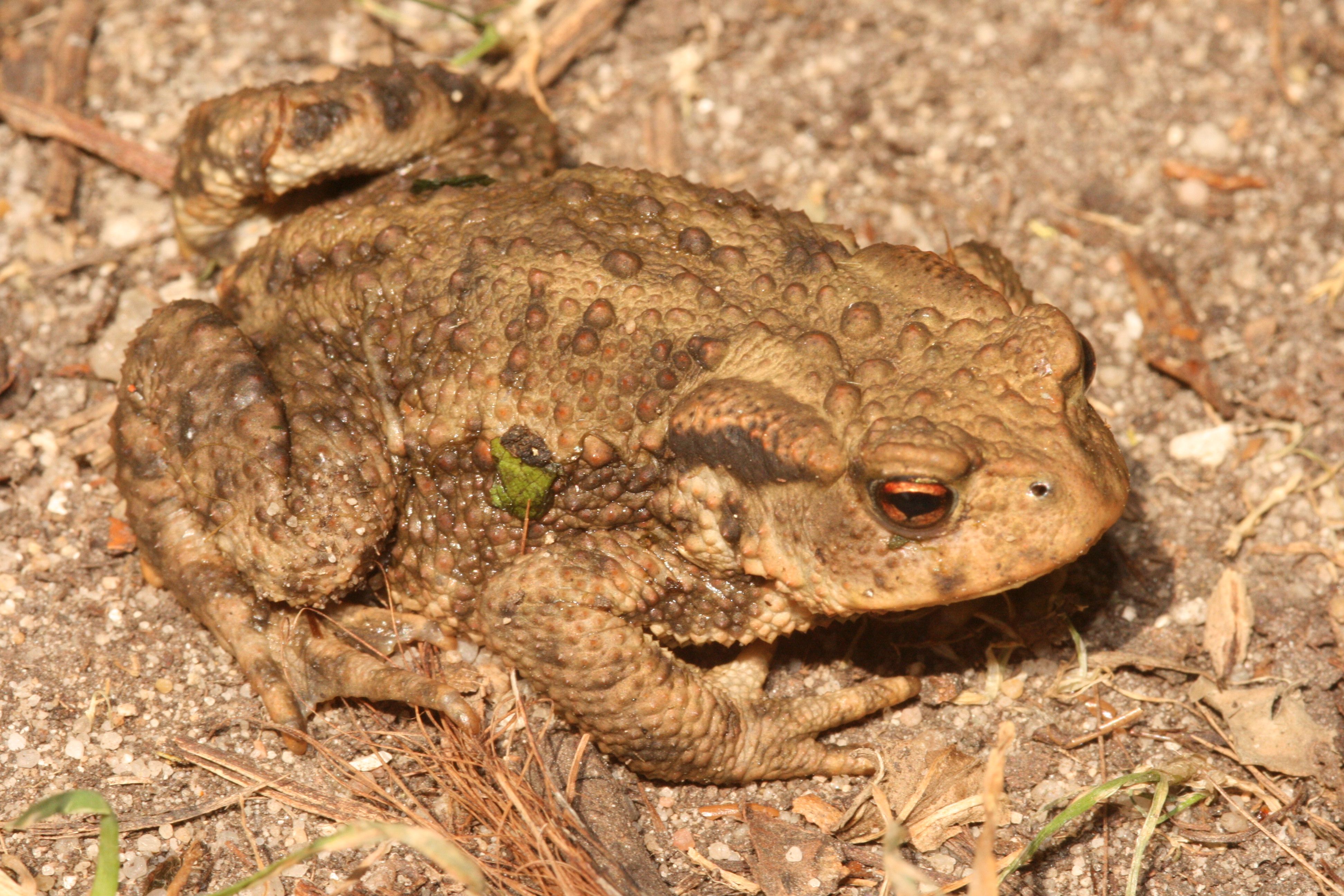 Erdkröte (Bufo bufo) Erdkröte (Bufo bufo)
