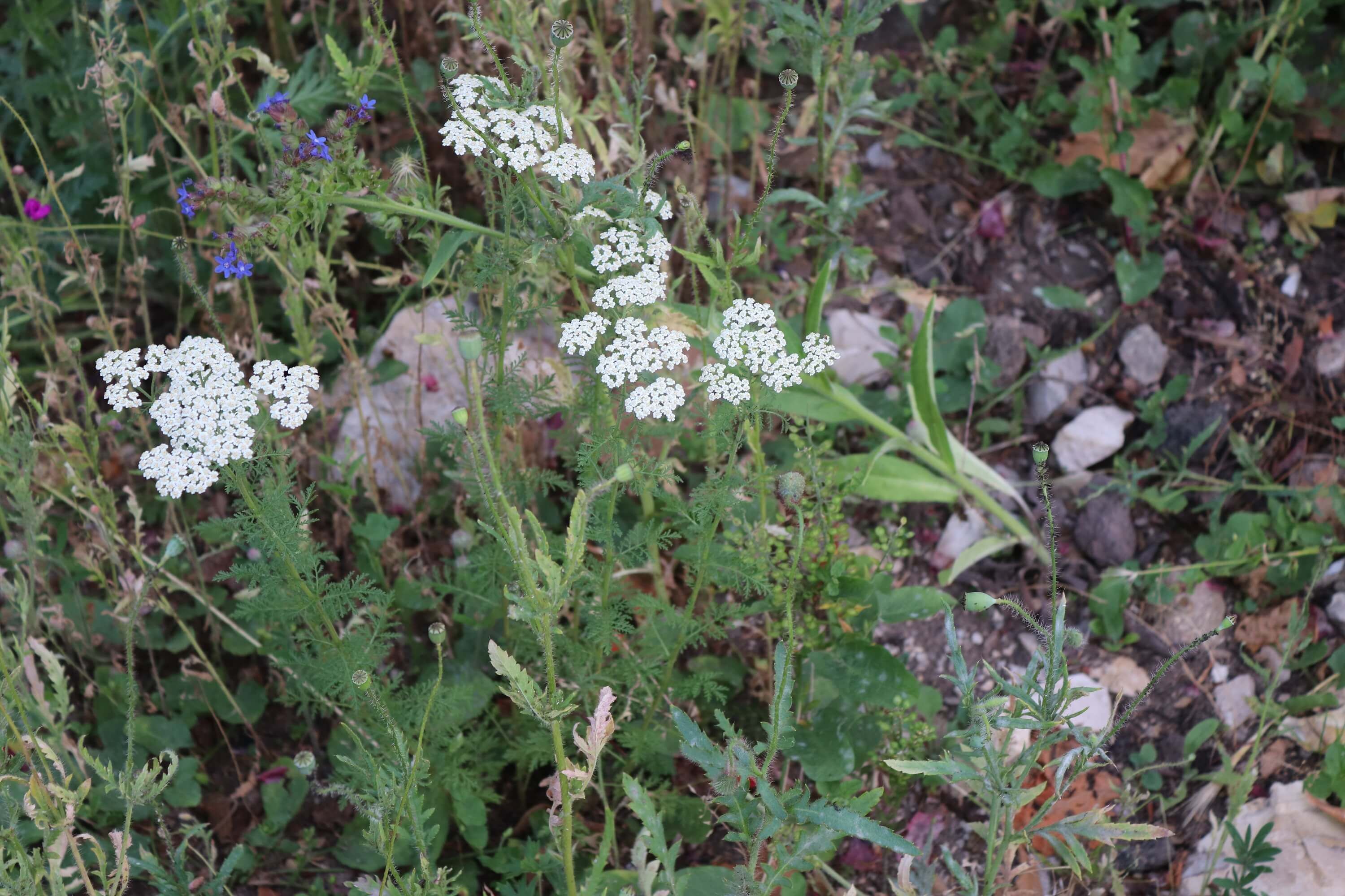 Edelschafgarbe/Achillea nobilis