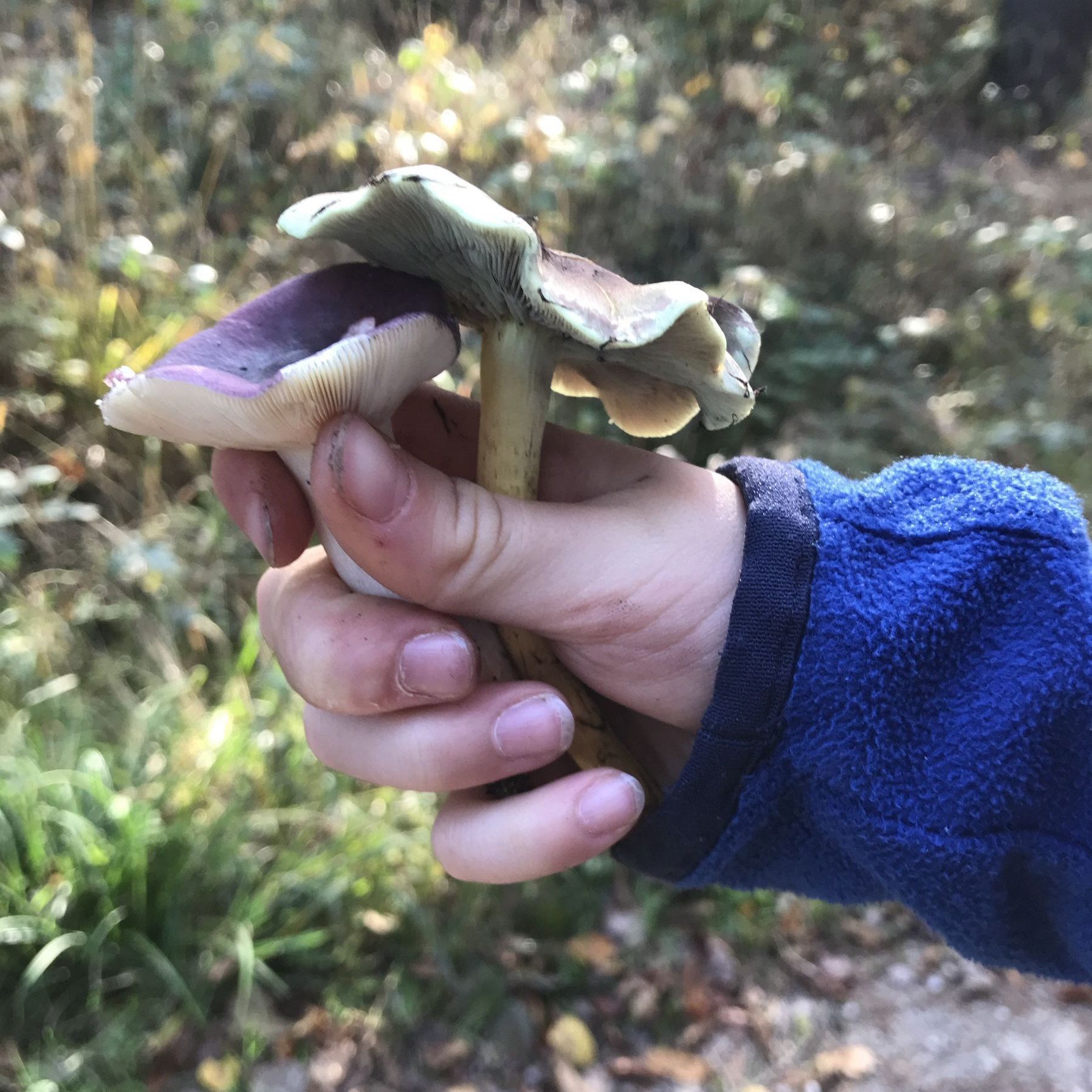 Kind hält Pilze in der Hand