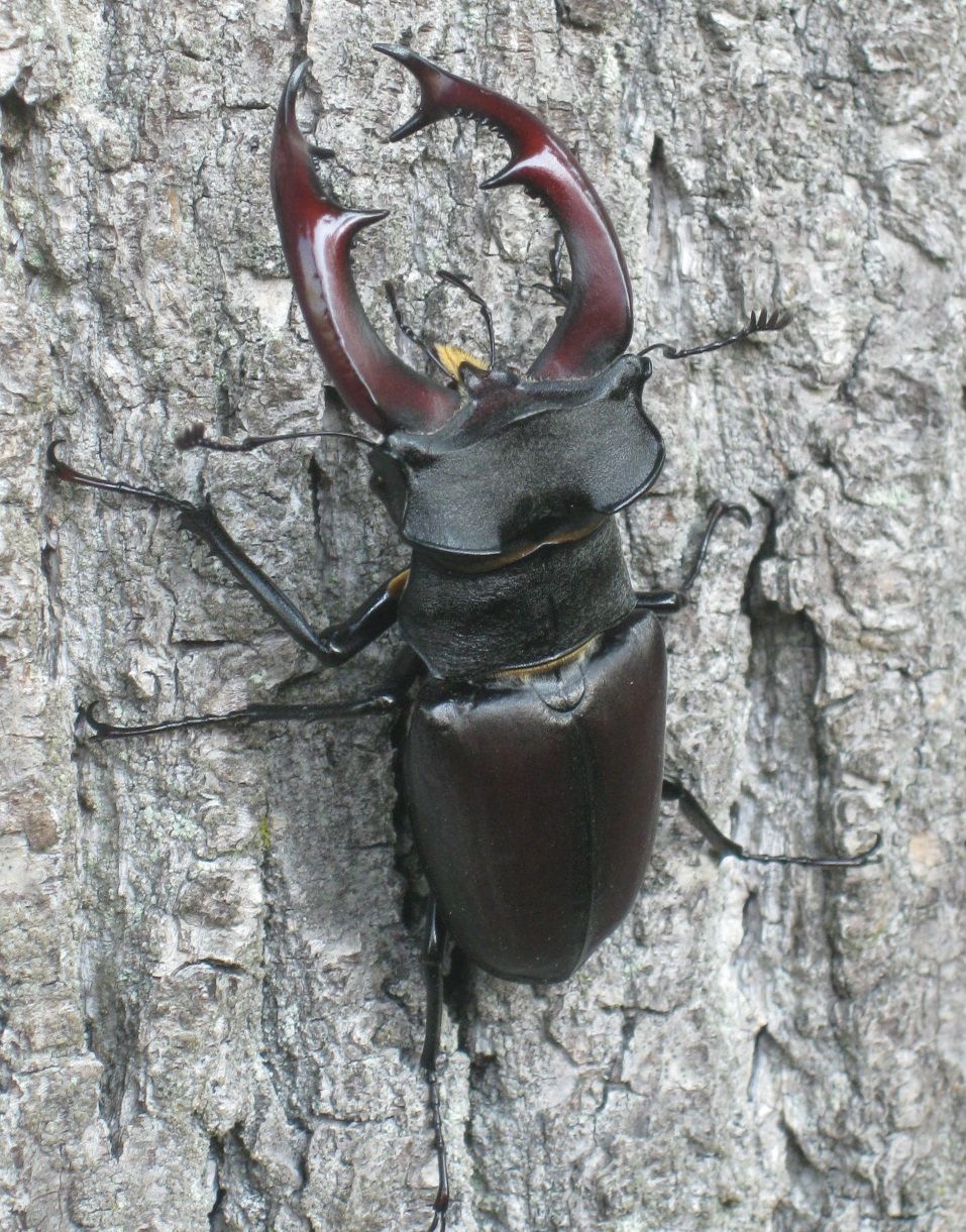 Hirschkäfer (Lucanus cervus)