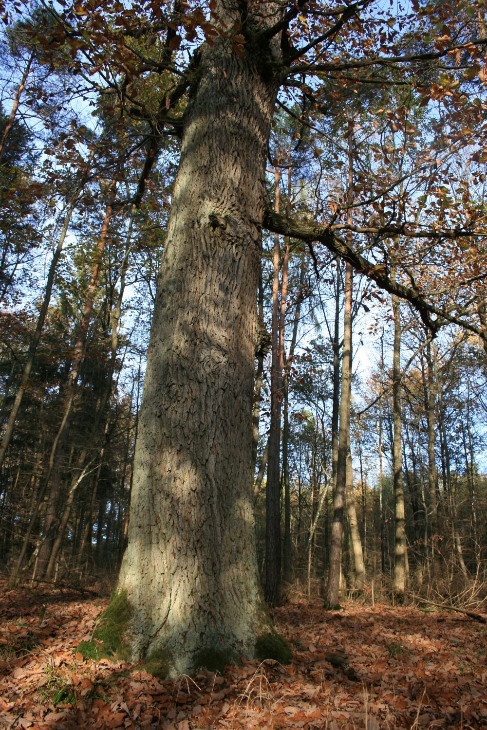 Eiche im Hohen Bühl