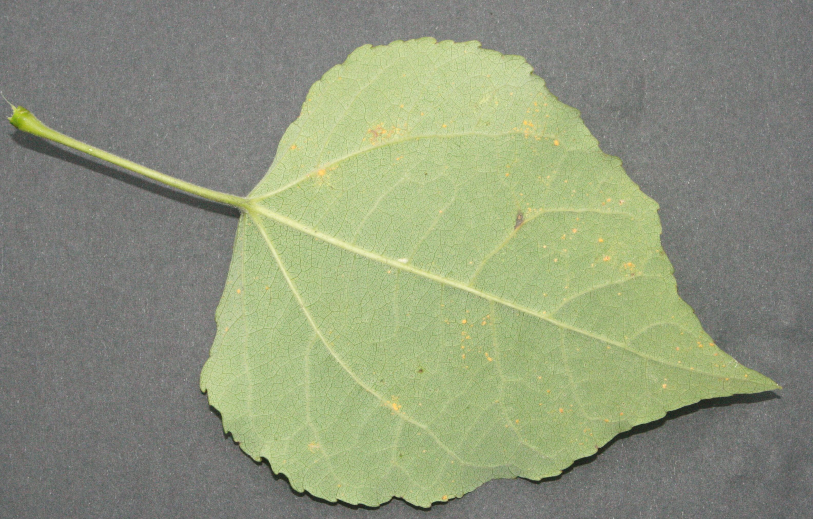 Espe – Blattunterseite Espe – Blattunterseite