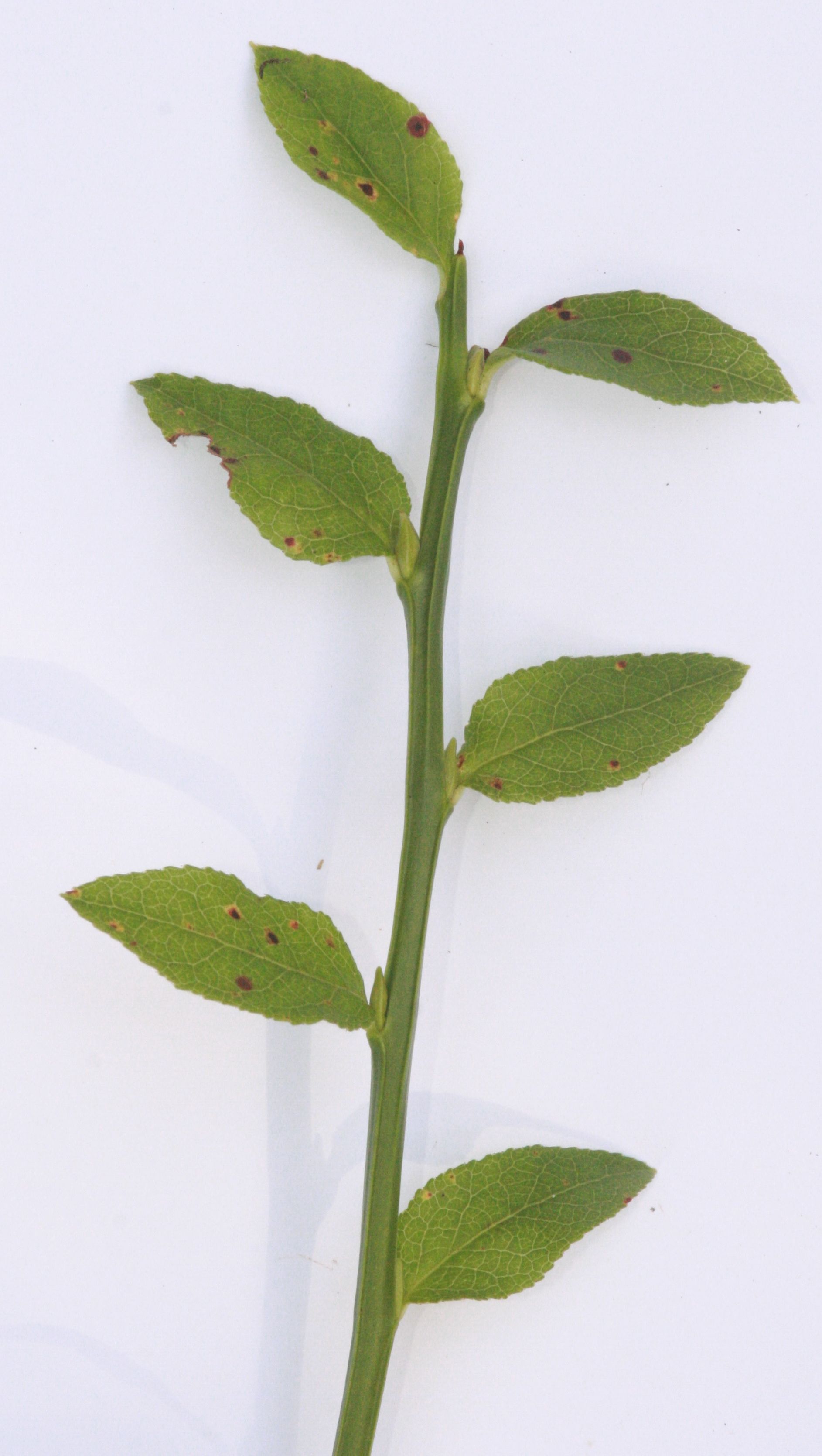 Heidelbeere – Zweig Heidelbeere – Zweig