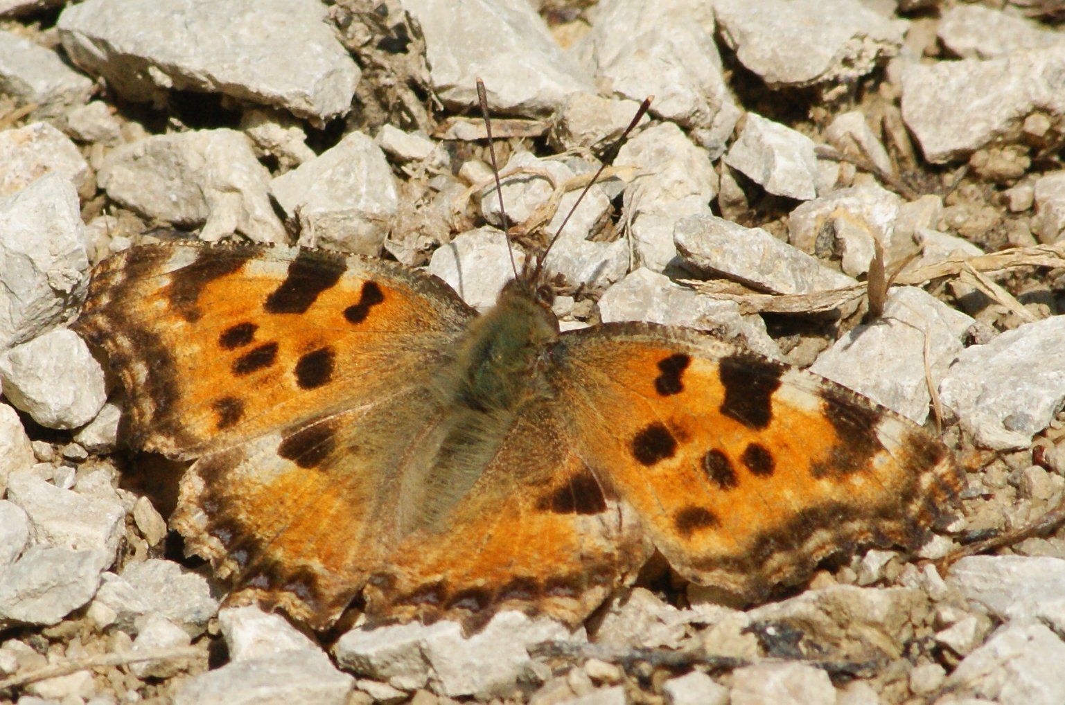 Nymphalis polychloros