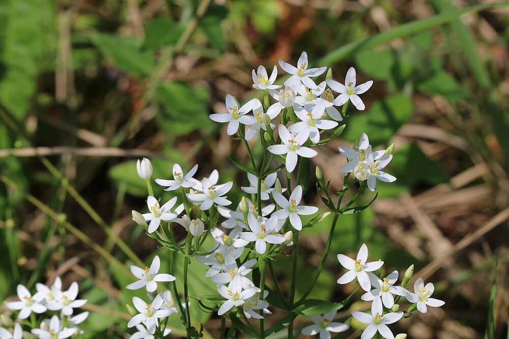 Echtes Tausendgüldenkraut