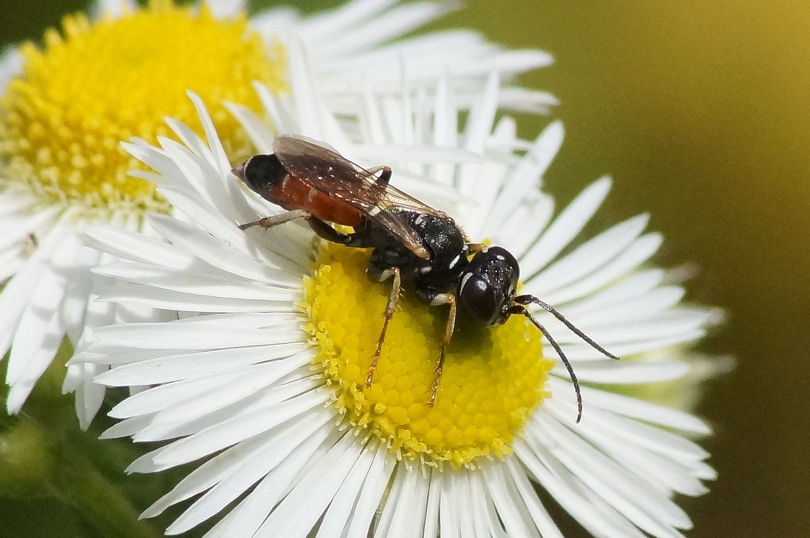 Dinetus pictus (Foto: Detlev Cordes) Dinetus pictus