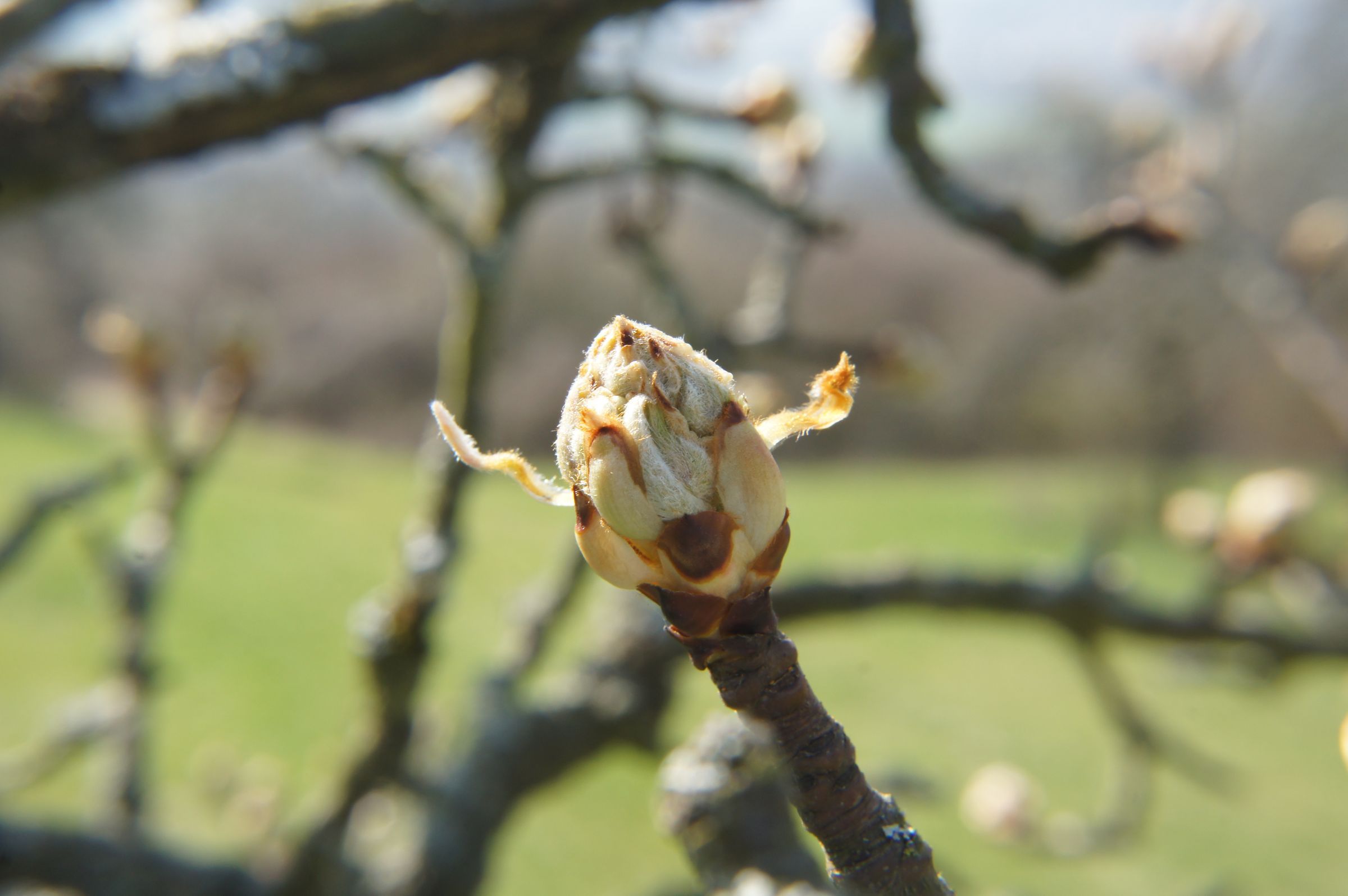 Kirschblüte am Walberla (Foto: Robert Wunder) Kirschblüte am Walberla
