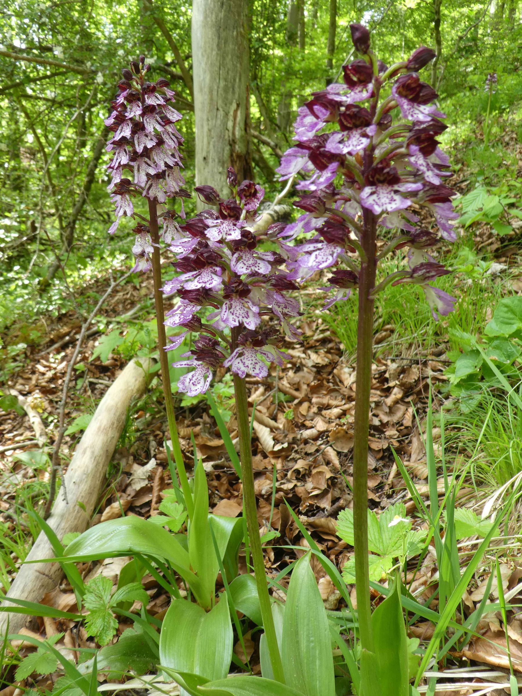 Purpur-Knabenkraut (Orchis purpurea) (Foto: Monika Fischermeier) Purpur-Knabenkraut