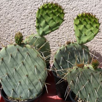 Opuntia engelmannii Opuntia engelmannii