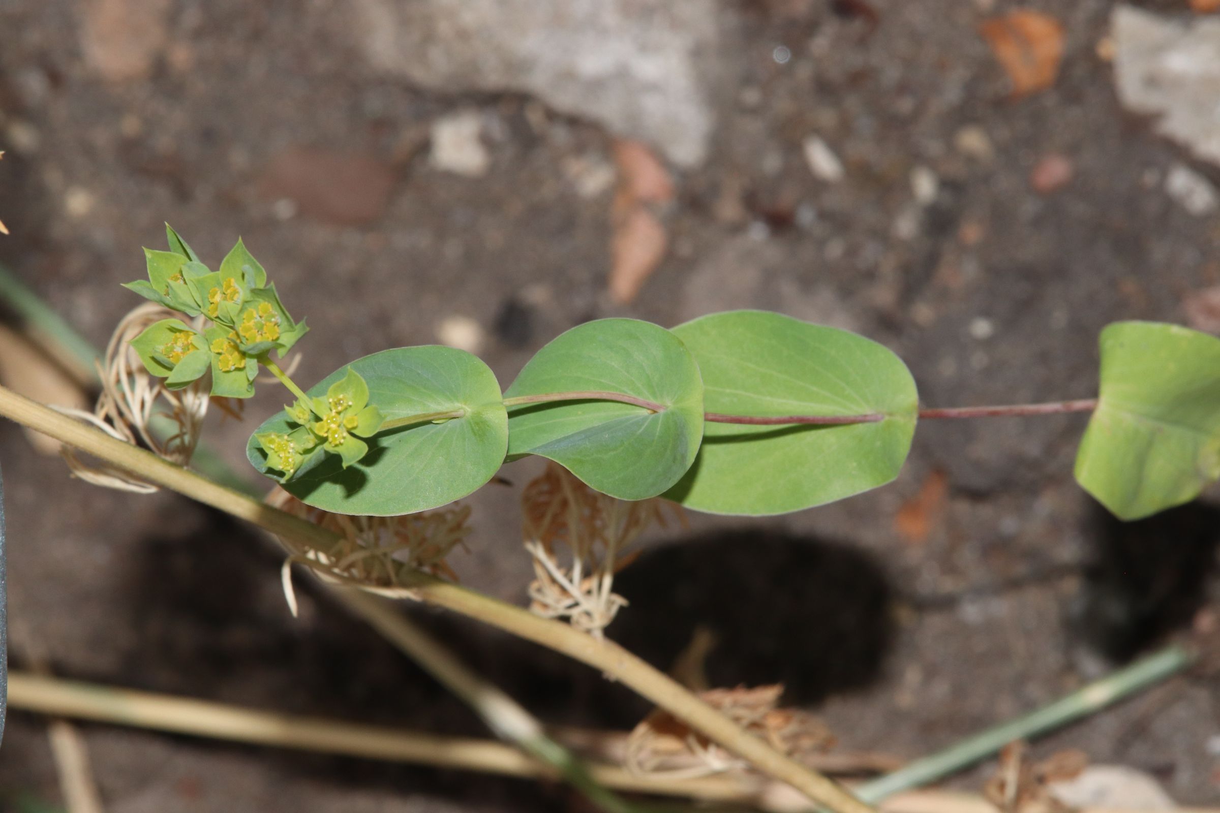 Rundblättriges Hasenohr (Bupleurum rotundifolium)