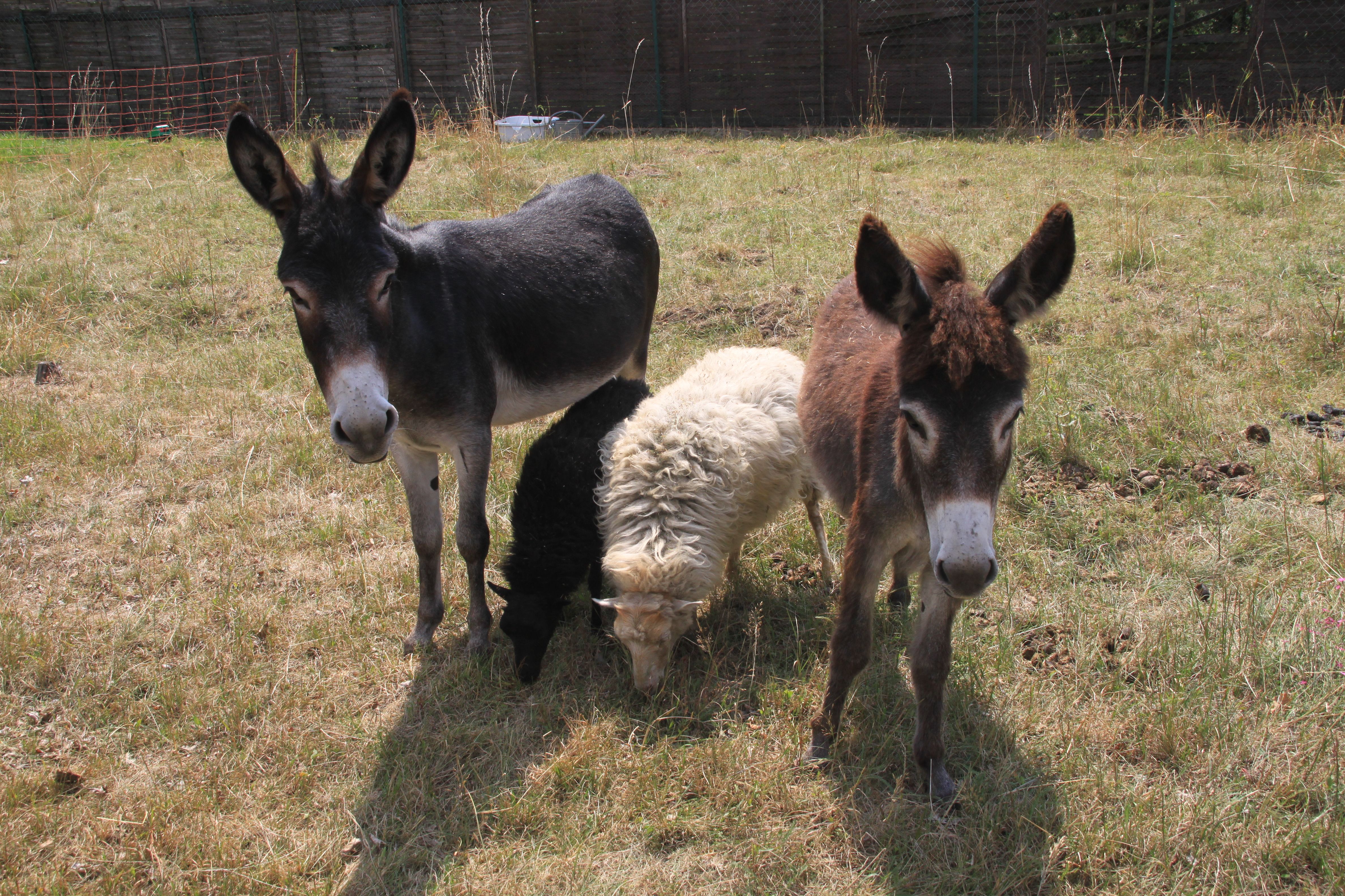 Biorasenmäher in Kornburg