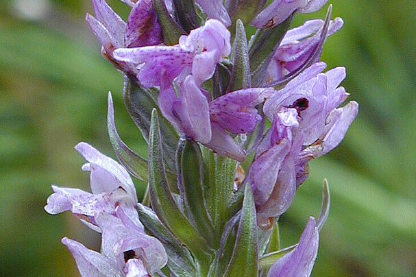 Geflecktes Knabenkraut