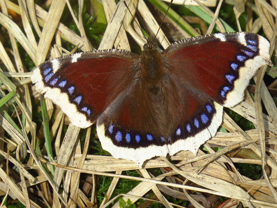 Schmetterlinge Bund Naturschutz In Bayern E V