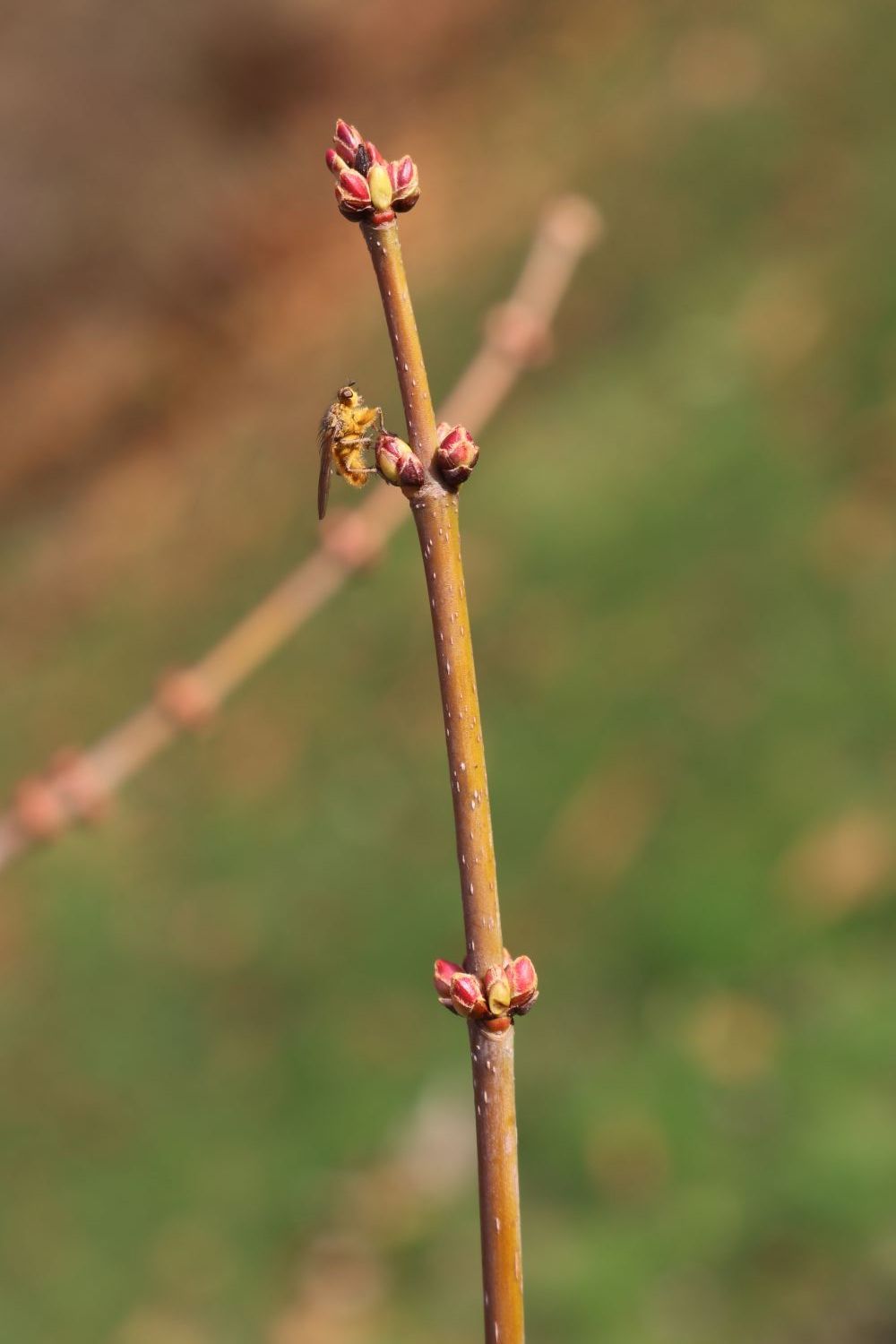 Acer sachharinum - Silber-Ahorn Silber-Ahorn