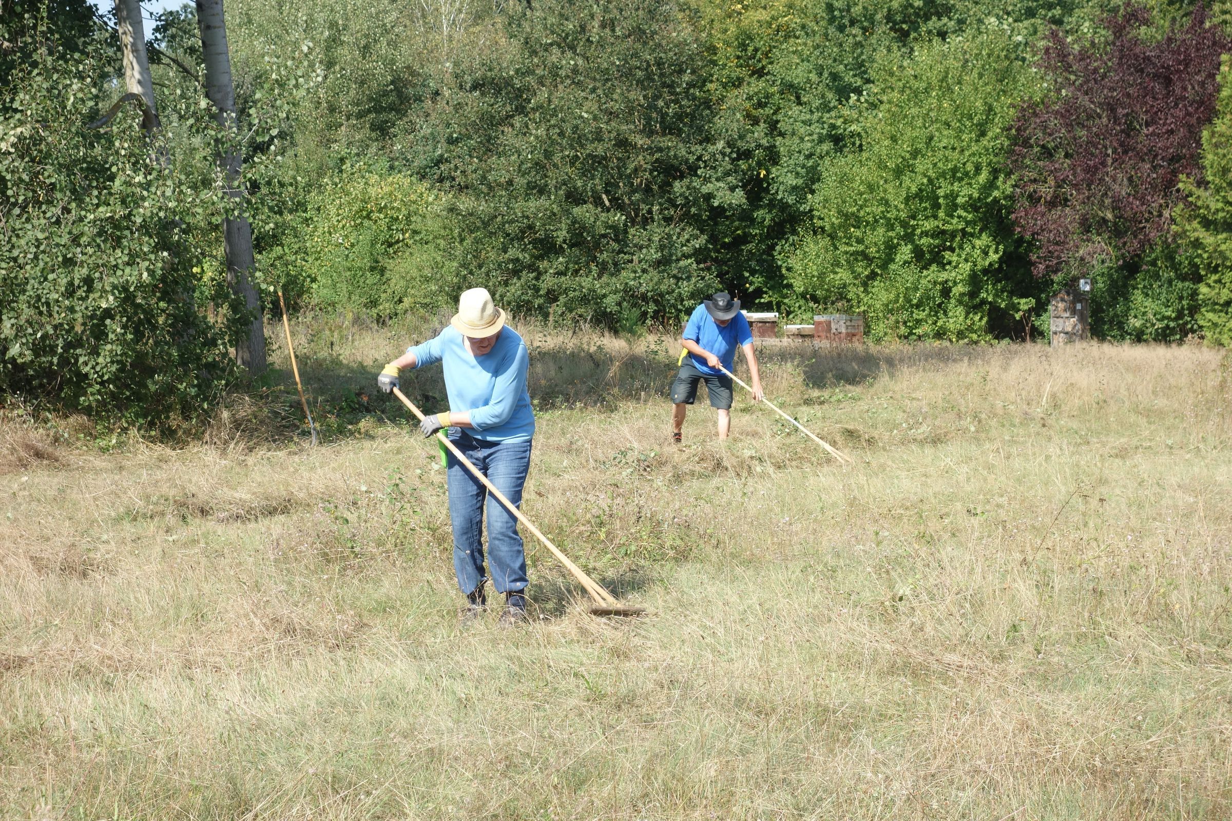 Heidefläche Ziegelstein (Foto: Viola Gburek) Mahdgut zusammenrechen