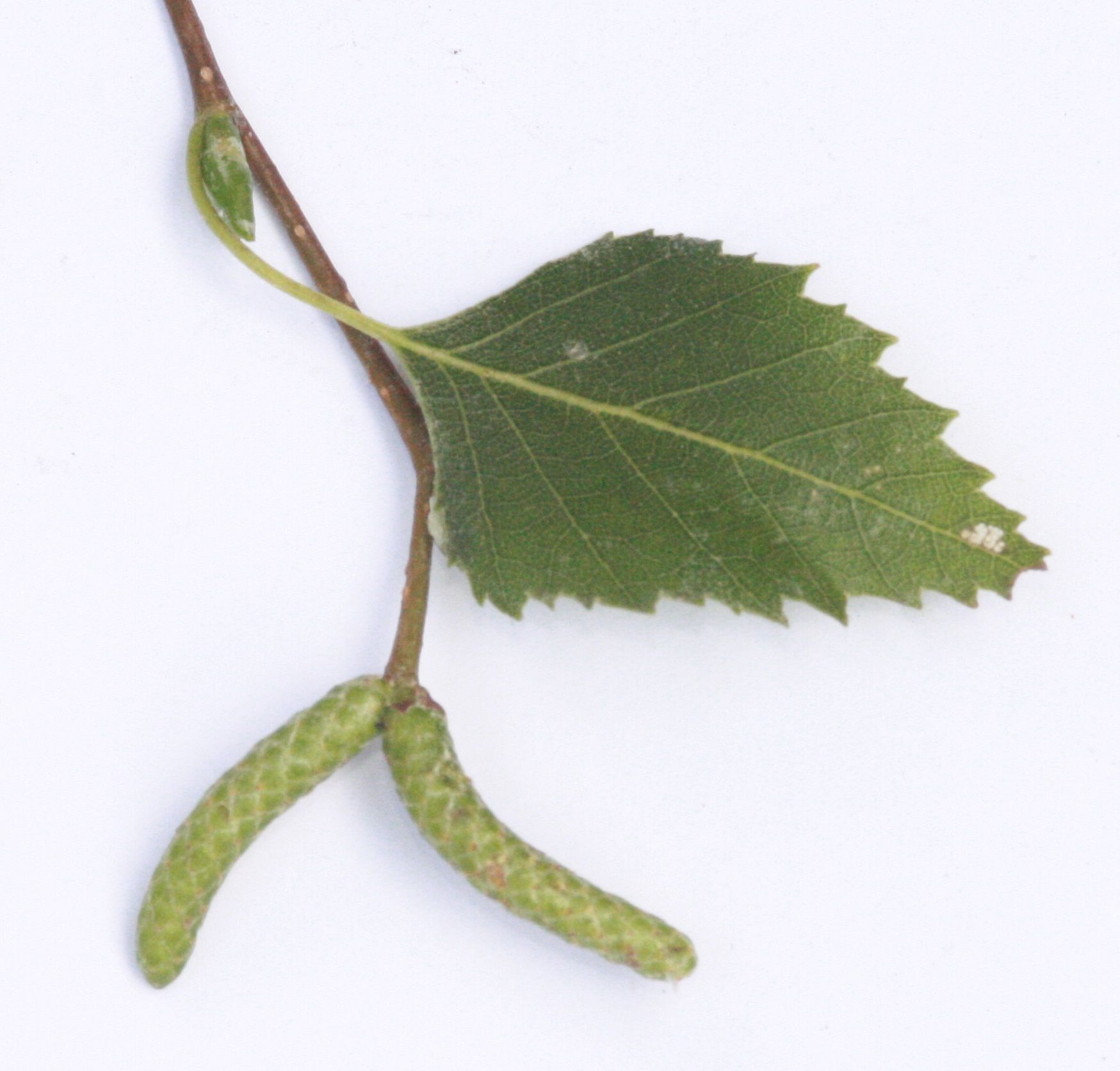 Hängebirke – Blüten