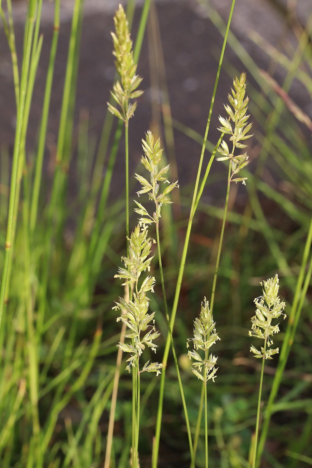 Zierliches Schillergras 