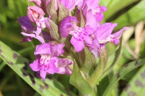 Breitblättriges Knabenkraut (Dactylorhiza majalis)