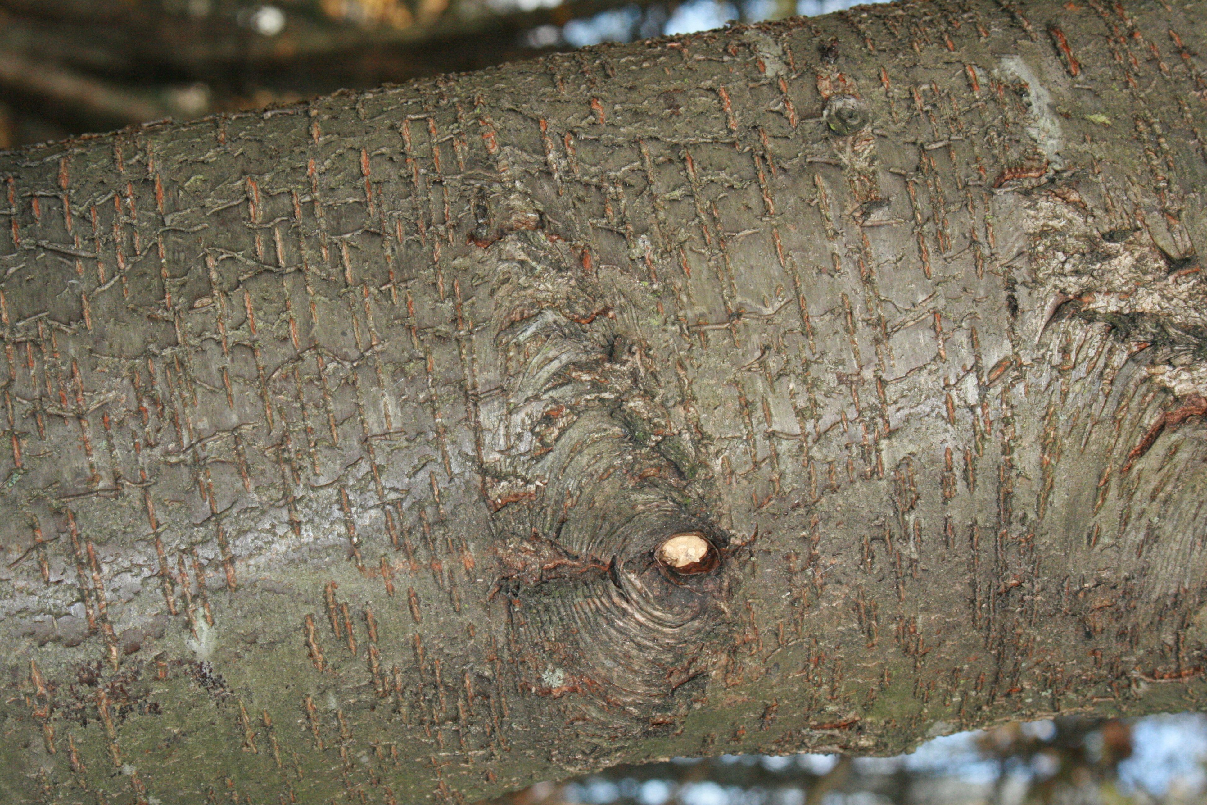 Traubenkirsche – Rinde Traubenkirsche – Rinde