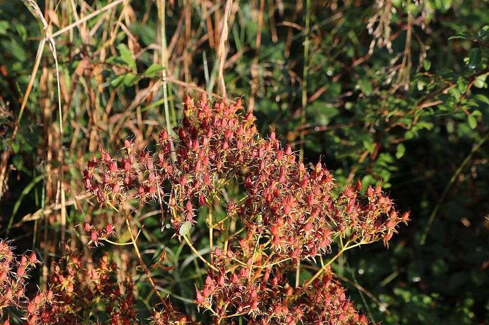 Tüpfel-Johanniskraut