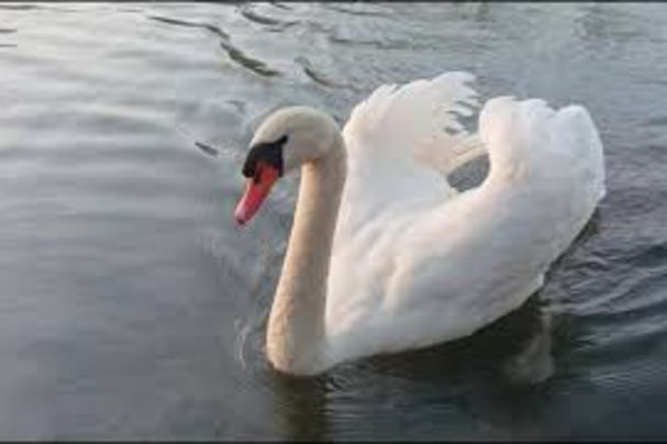 Schwan