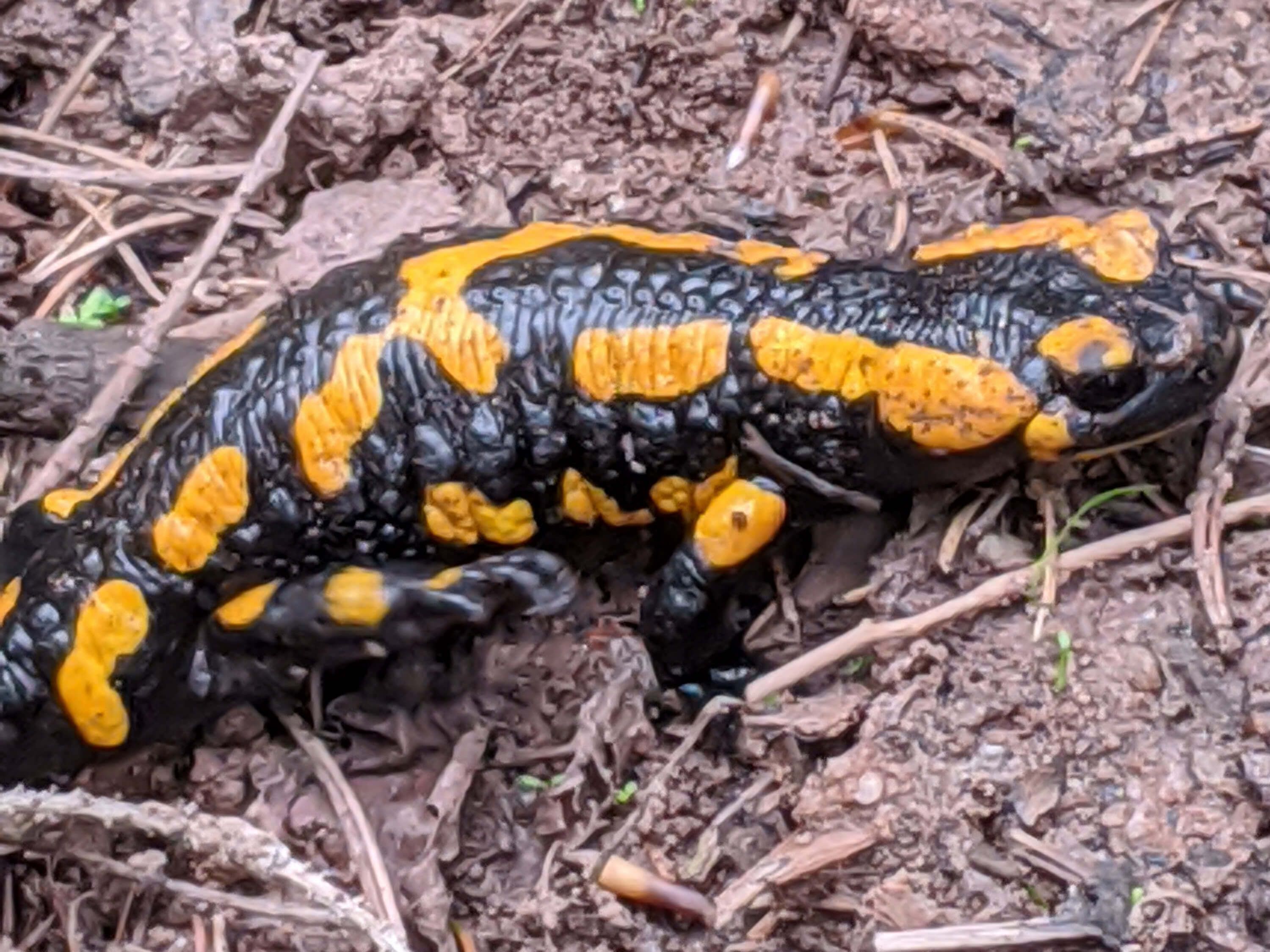 Feuersalamander