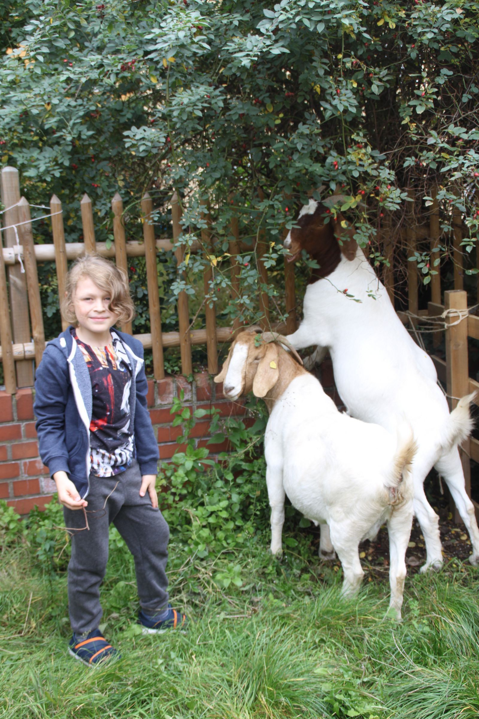 Burenziegen Burenziegen