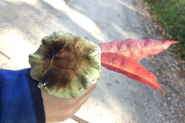 Pilz mit Herbstlaub