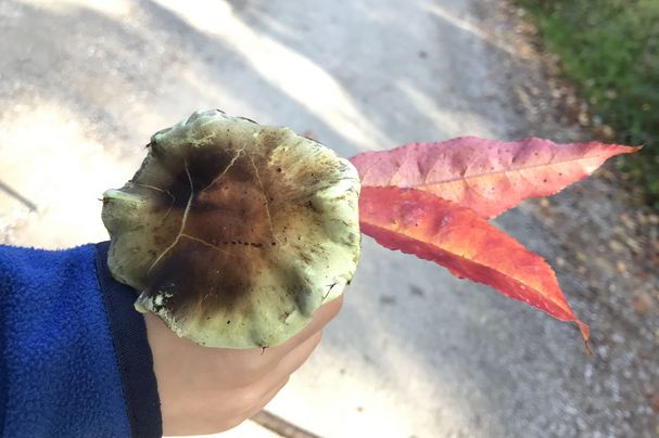 Pilz mit Herbstlaub