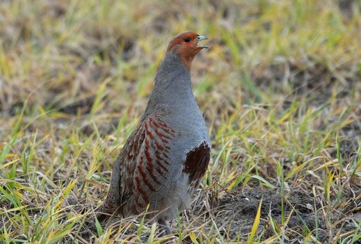 Rebhuhn (Foto: Heike Wirth)