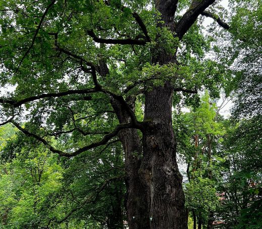 Bäreneichen im Platnersbergpark