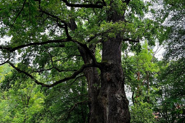 Bäreneichen im Platnersberg