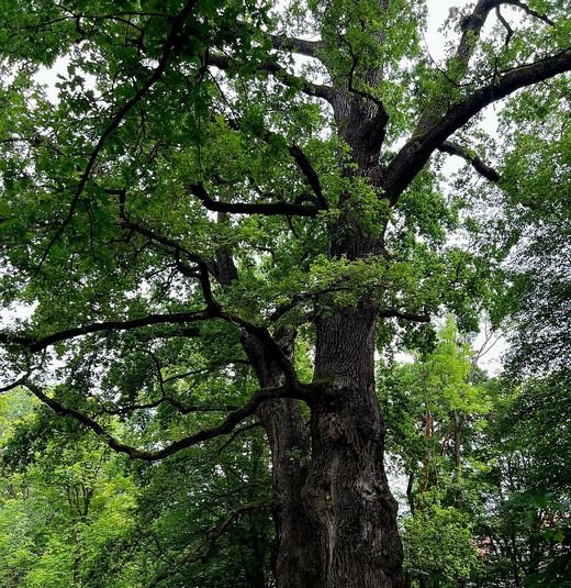 Bäreneichen im Platnersbergpark (Foto: Klaus-Peter Murawski)