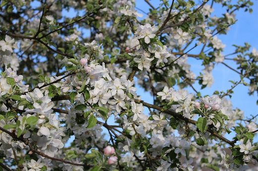 Kulturapfel Blüte (Foto: Wolfgang Dötsch)