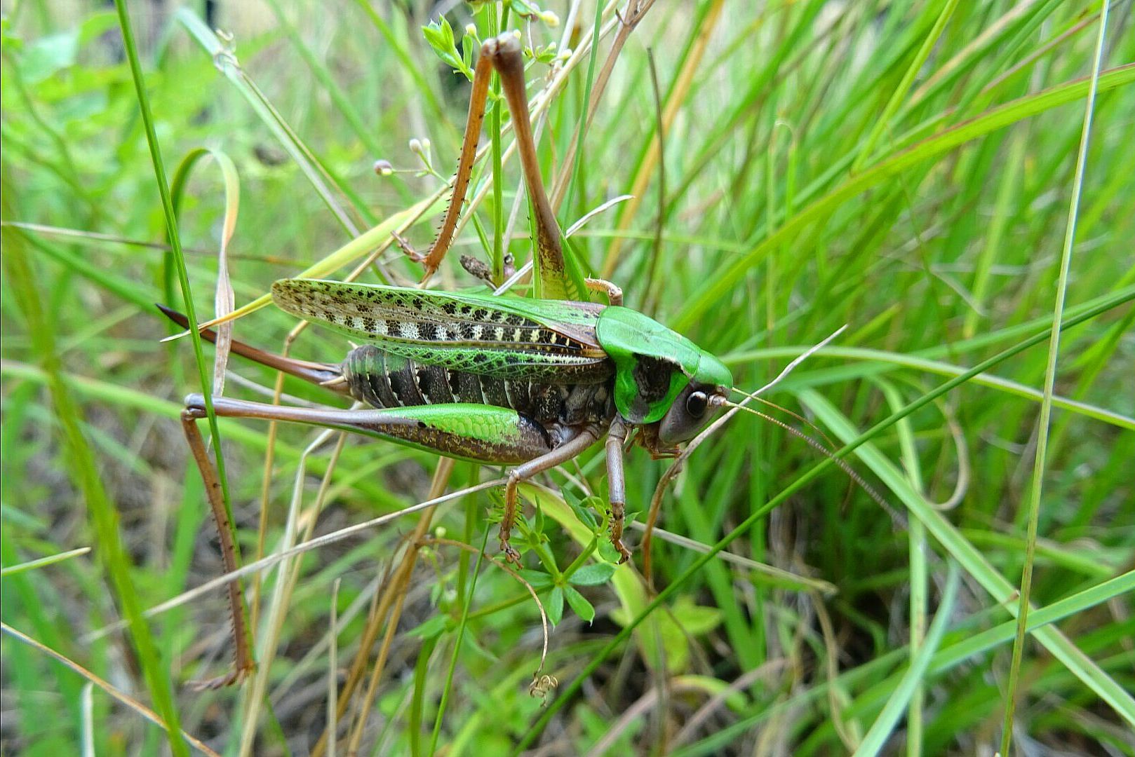 Decticus verrucivorus 