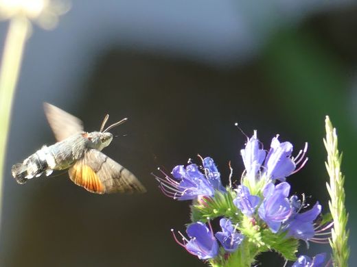 Taubenschwänzchen am Natternkopf (Foto: Maria Meißner)