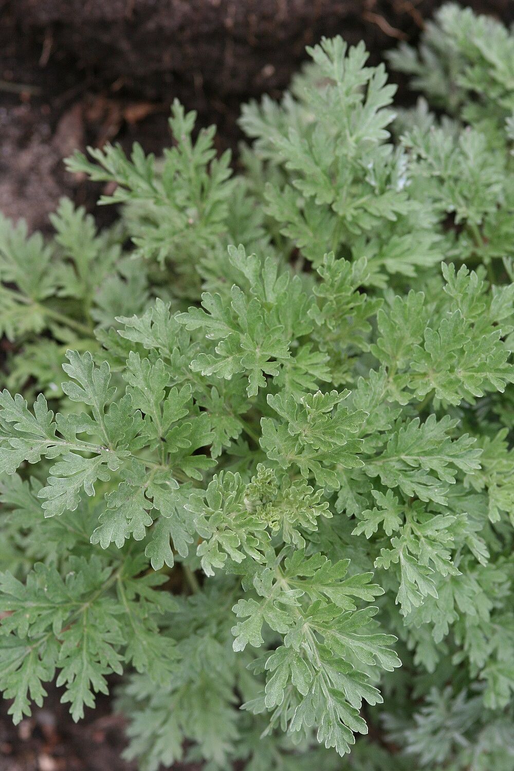 Wermut (Artemisia absinthium)