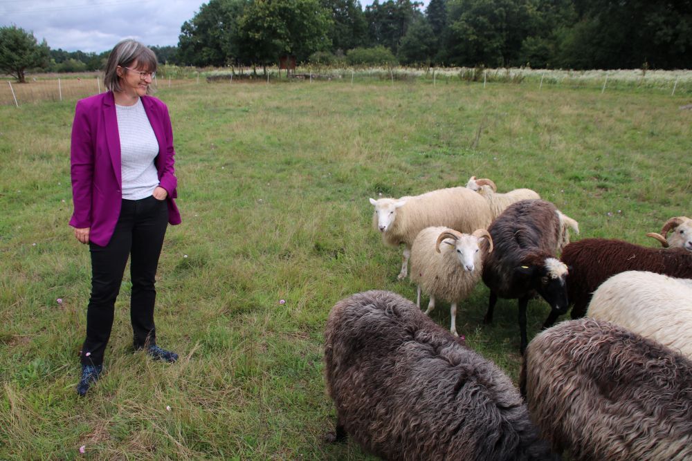 Pressetermin Sand-Strohblume: Britta Walthelm mit Schafen