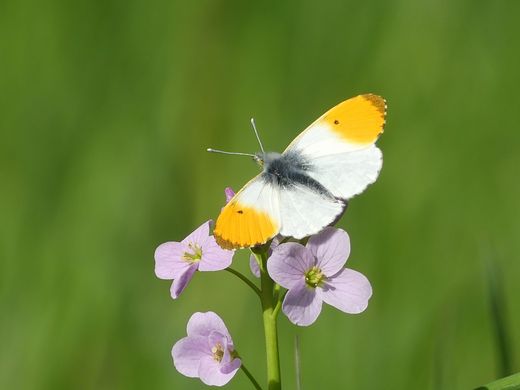 Aurorafalter am Wiesenschaumkraut (Foto: Maria Meißner)