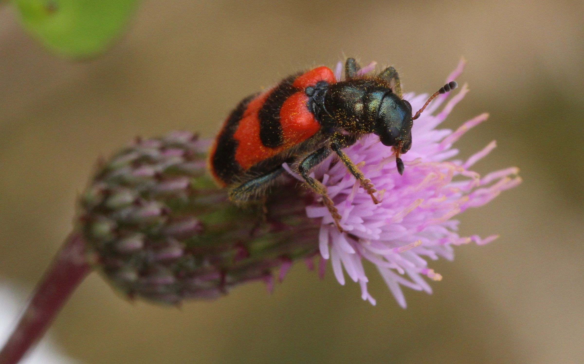Gemeiner Bienenkäfer (Trichodes apiarius)