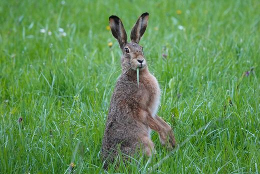 Feldhase (Foto: Heike Wirth)