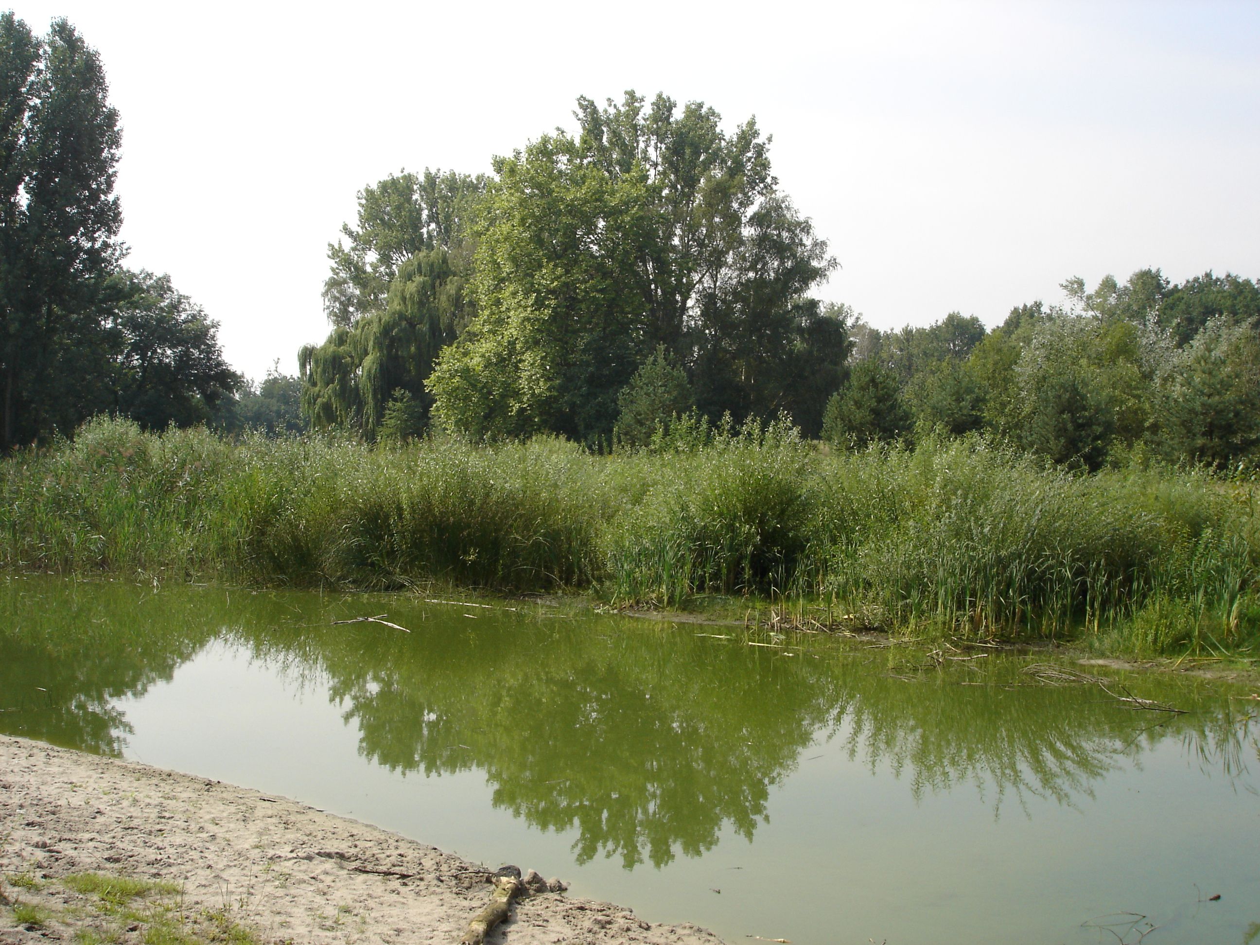 Weiher im Marienbergpark