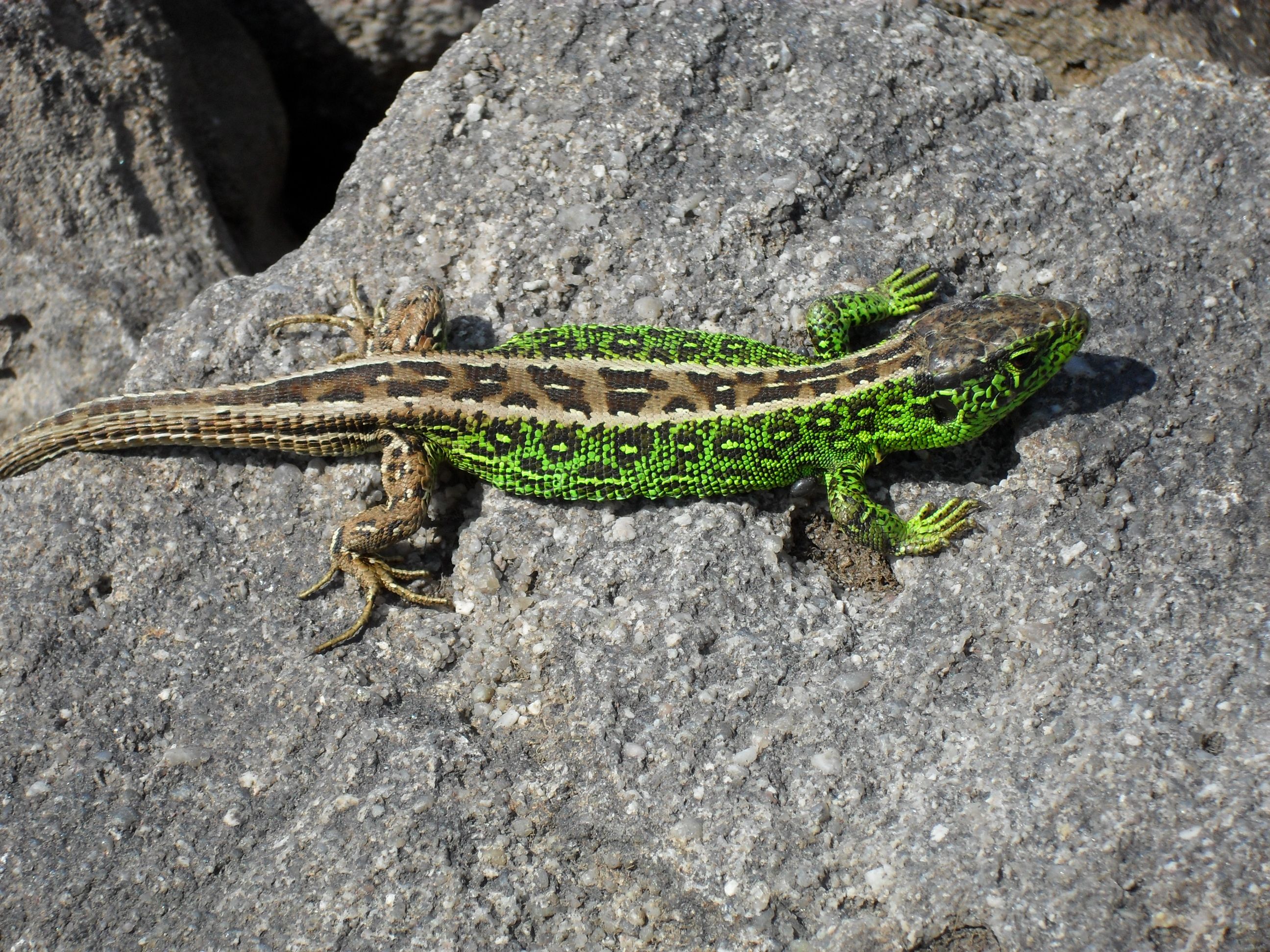 Zauneidechse (Lacerta agilis) Zauneidechse (Lacerta agilis)