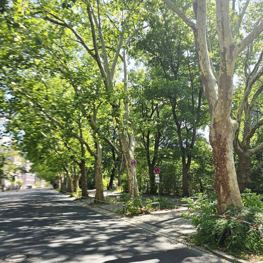 Platanenallee am Prinzregentenufer mit Parkverbotsschild